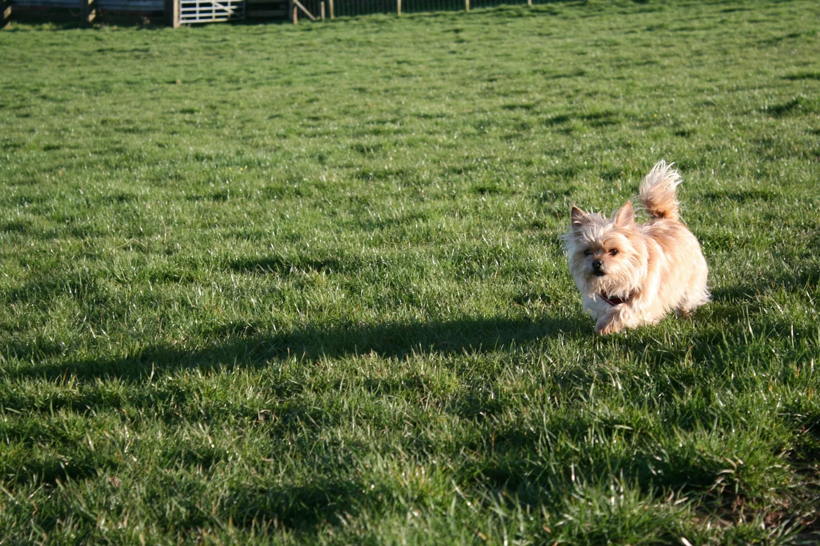 A small terrier trotting across an open field