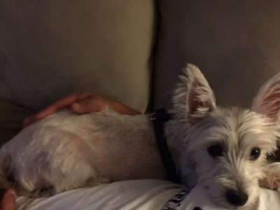 Snow, a dog rescued and cared for by North Atlantic Westie Rescue
