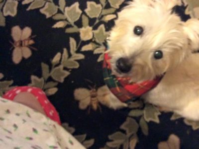 Snowflake, a dog rescued and cared for by North Atlantic Westie Rescue