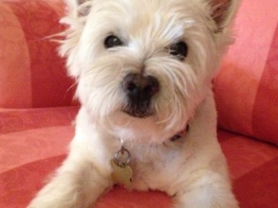Sprite, a dog rescued and cared for by North Atlantic Westie Rescue