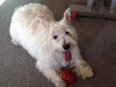 Sully, a dog rescued and cared for by North Atlantic Westie Rescue