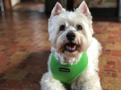 Sweeney, a dog rescued and cared for by North Atlantic Westie Rescue
