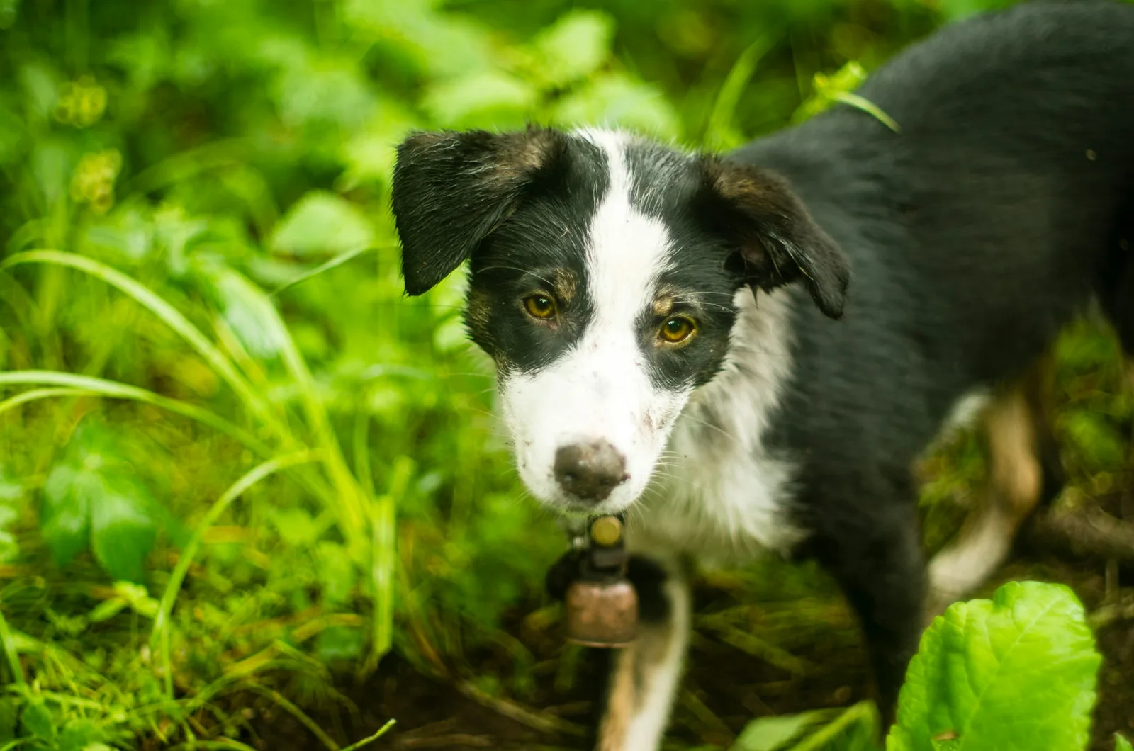 A dog digging enthusiastically in loose soil