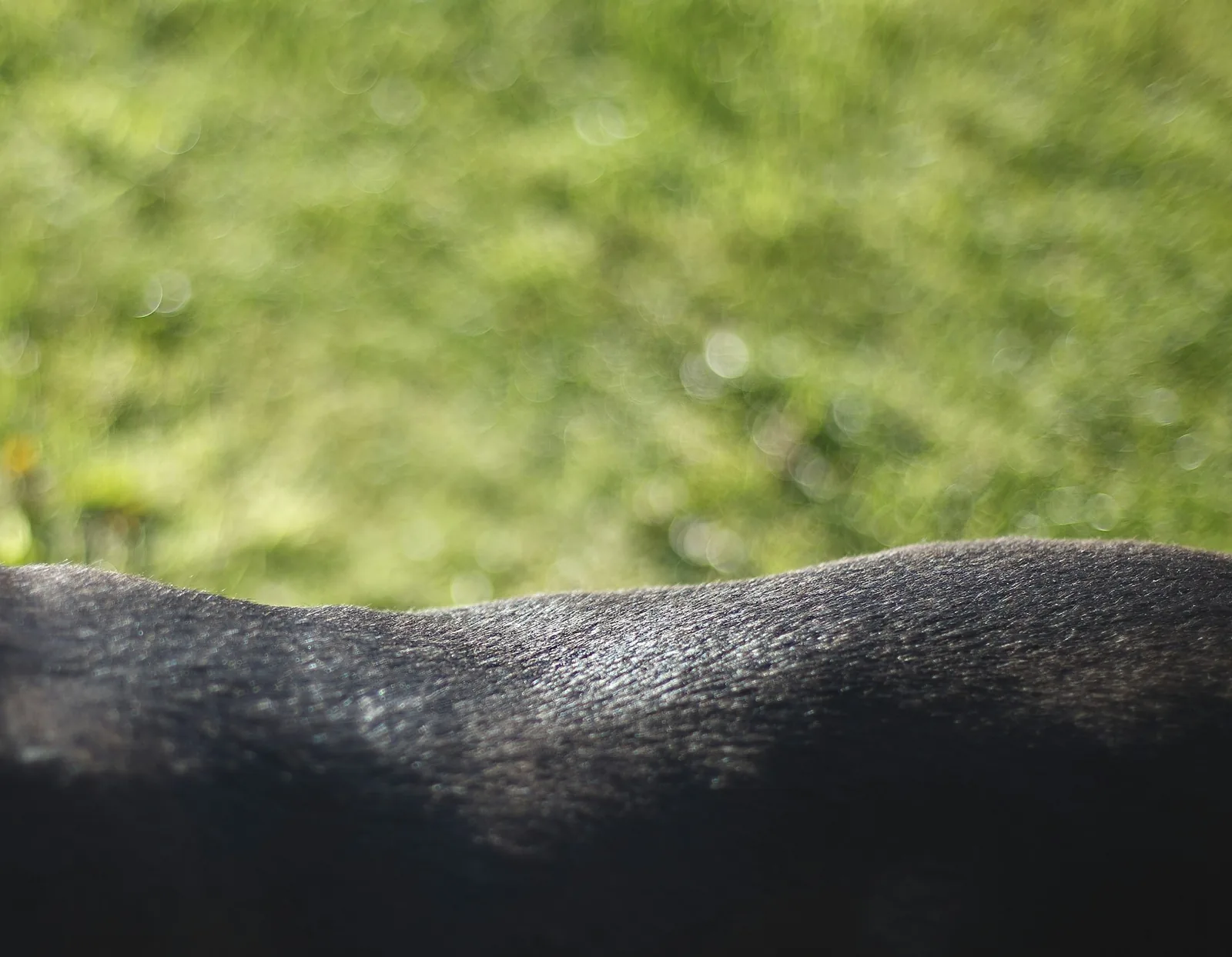 Close-up of a wiry dog coat being combed through