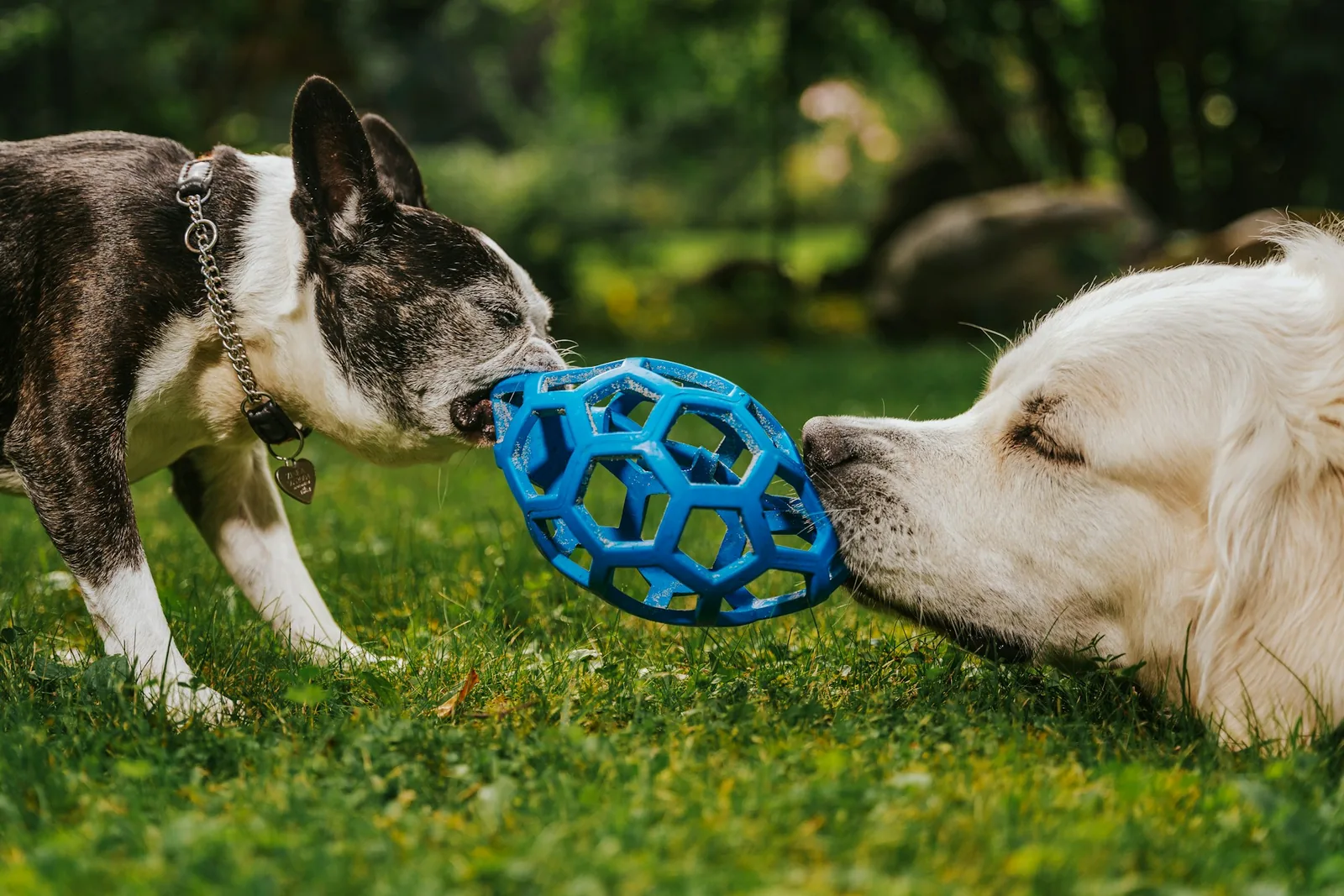 A dog working at a treat-dispensing puzzle toy on the floor