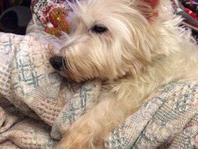 Timmy, a dog rescued and cared for by North Atlantic Westie Rescue