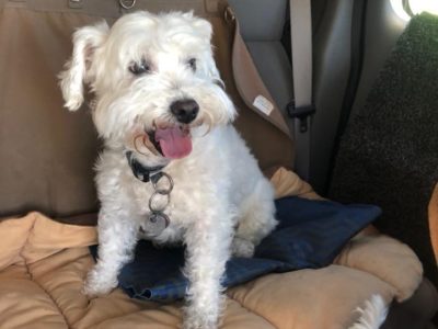 Tuscany, a dog rescued and cared for by North Atlantic Westie Rescue