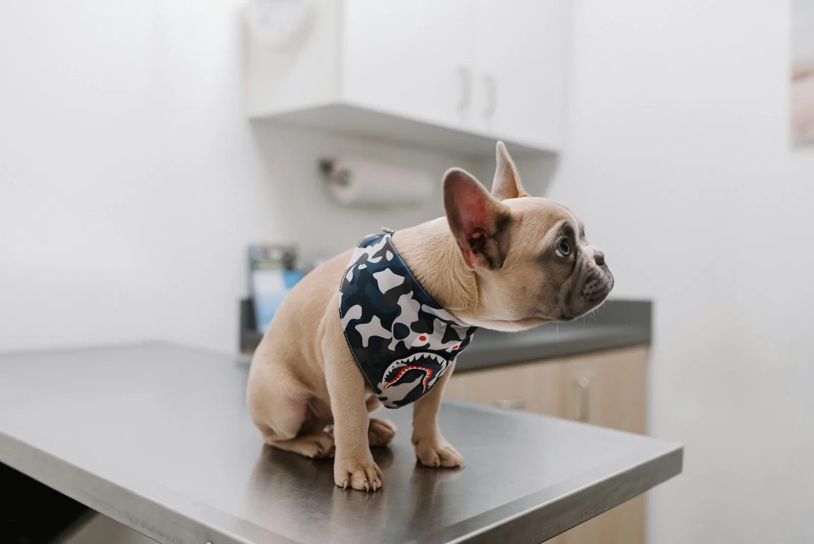 A veterinarian examining a small dog during a consultation
