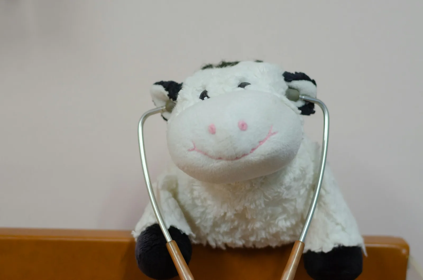 A veterinarian listening to a small dog’s chest with a stethoscope