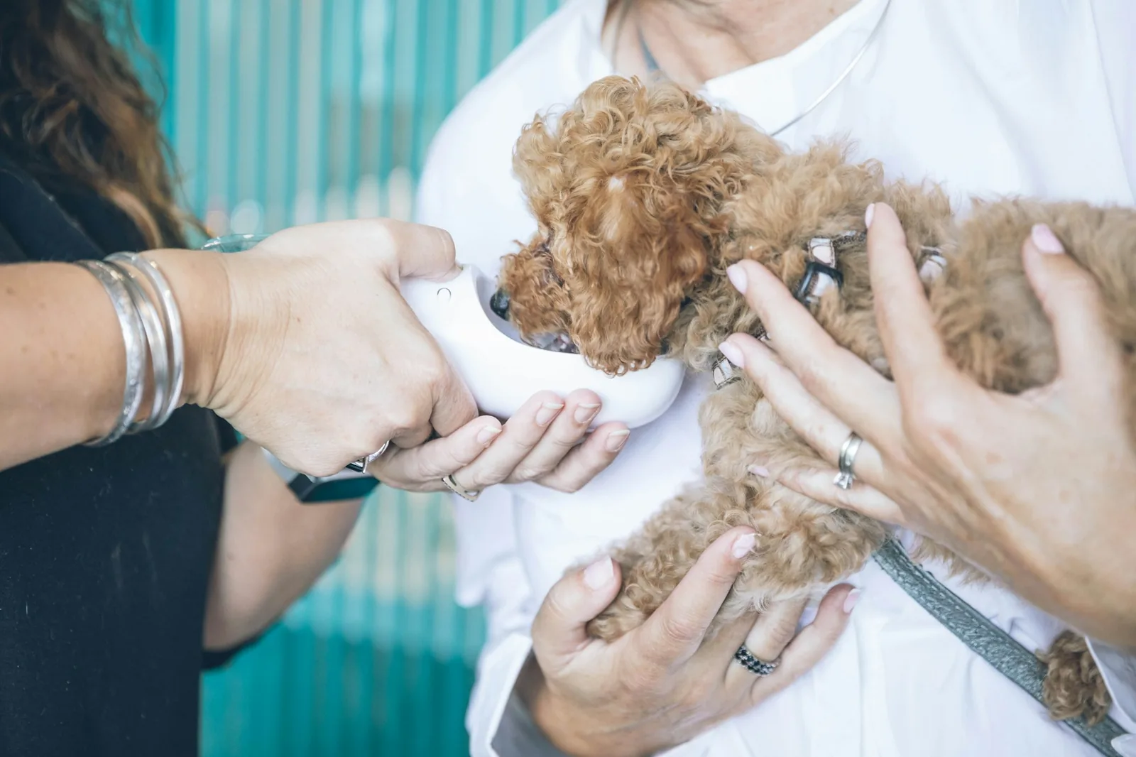 A veterinarian parting a dog’s coat to examine the skin underneath