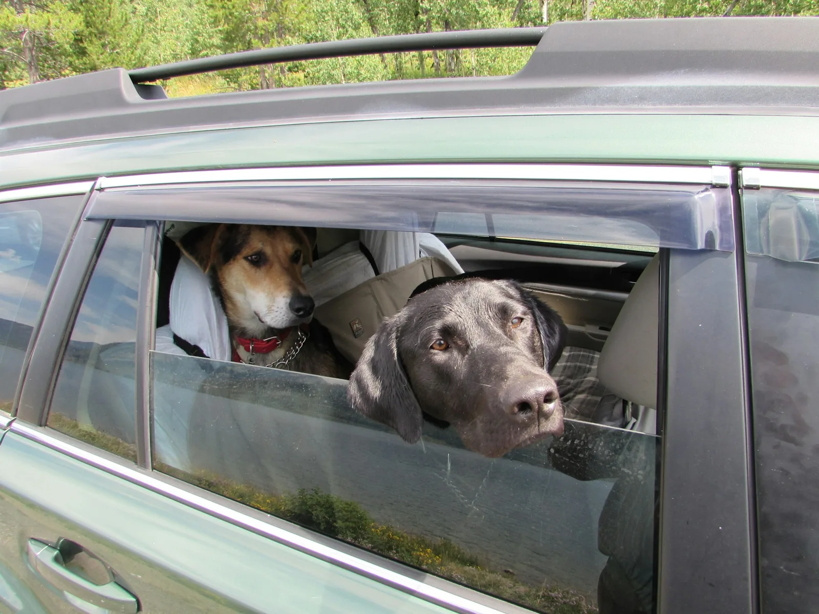 A small dog sitting safely in the back of a car