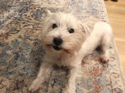 Wally, a dog rescued and cared for by North Atlantic Westie Rescue