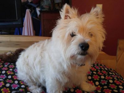 Walter, a dog rescued and cared for by North Atlantic Westie Rescue