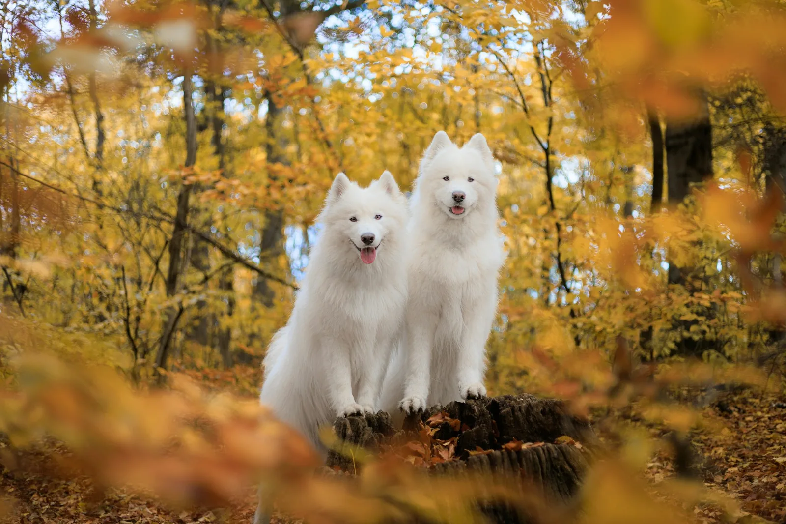 A well-groomed white dog standing outdoors in bright natural light