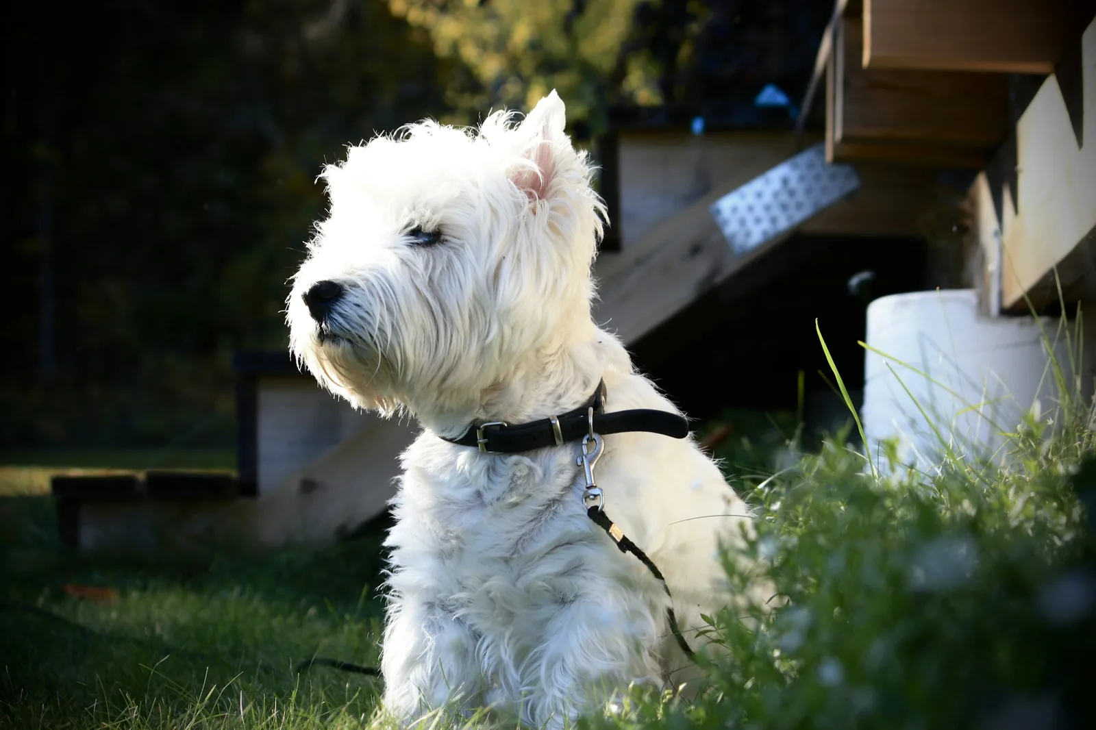 A West Highland White Terrier standing alert outdoors with its ears up