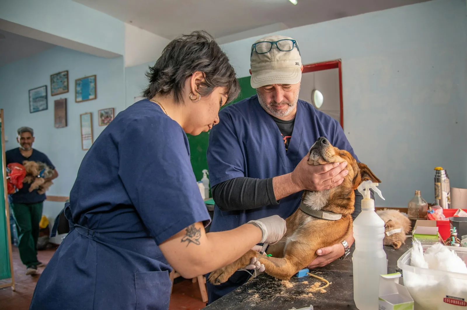 A veterinarian examining a small dog on a clinic table