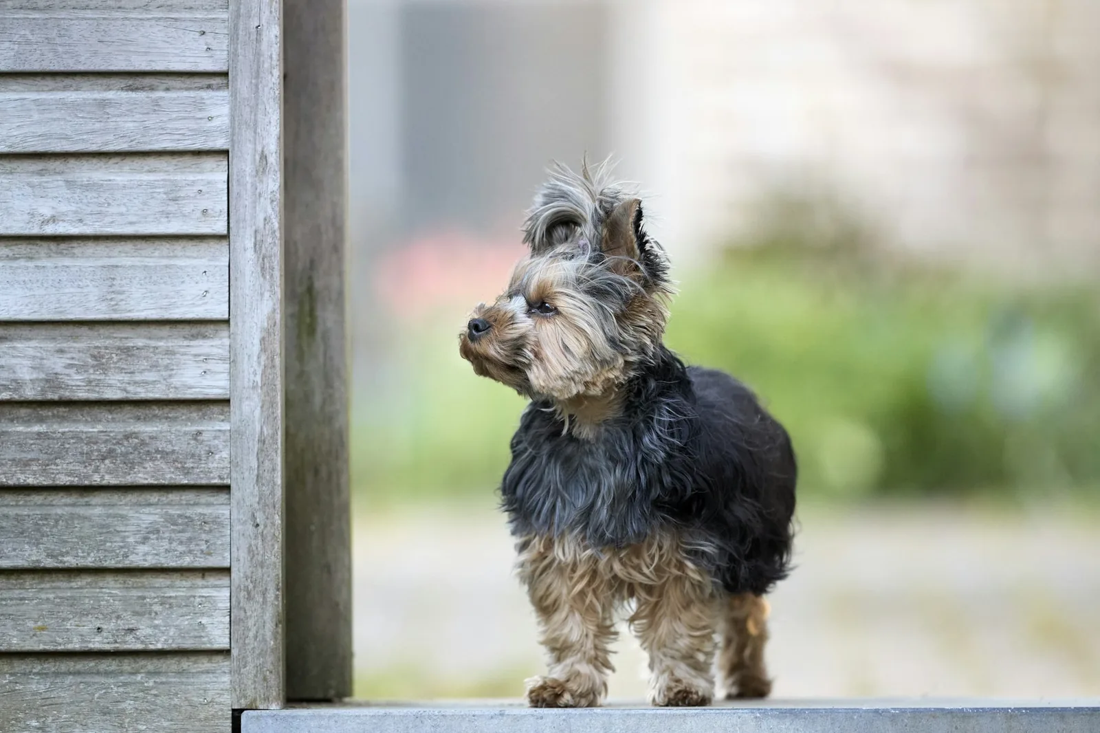A small terrier standing alert with its ears forward outdoors