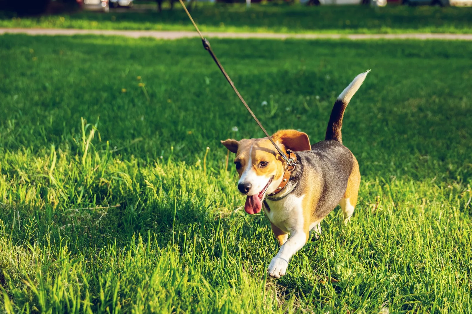 A small terrier walking on a lead along a path