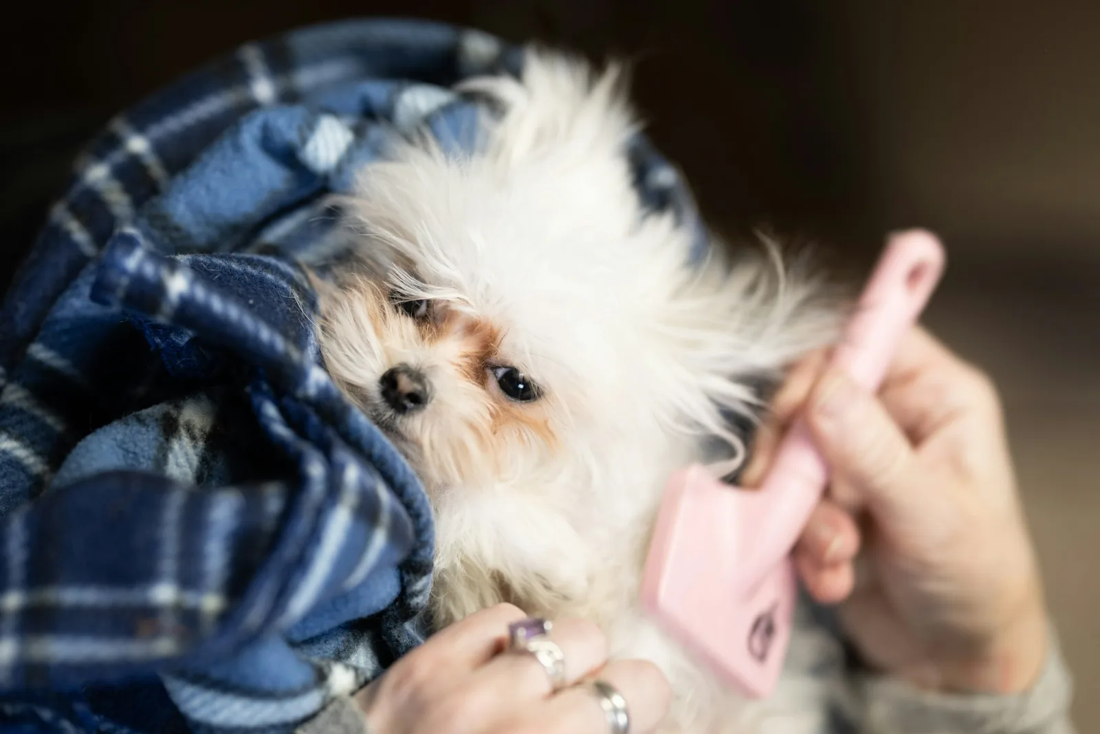 A dog being brushed during a grooming session