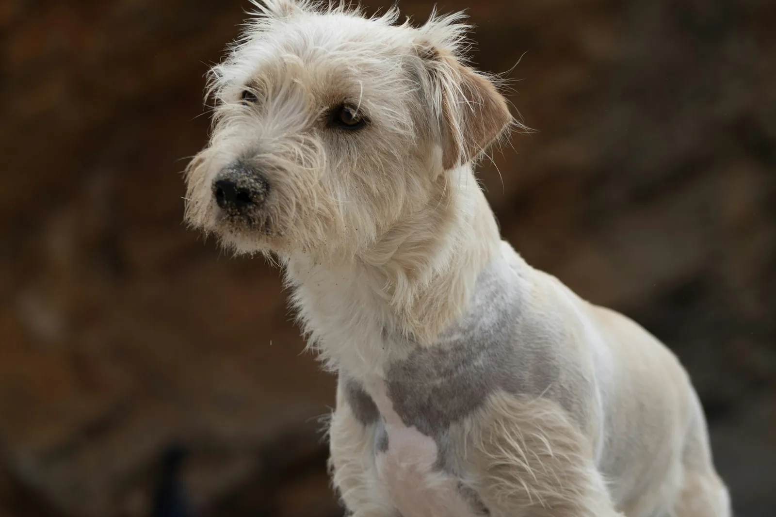 A white terrier standing in profile showing a full harsh coat