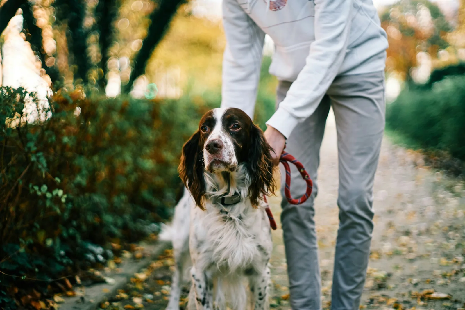 A hand holding a leash attached to a small dog outdoors
