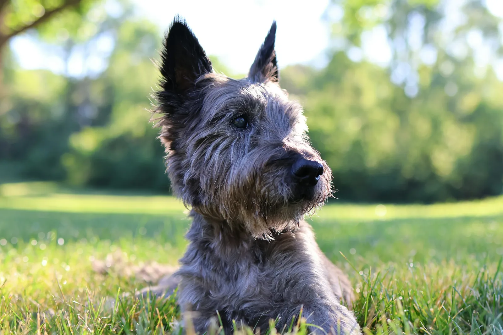 A West Highland White Terrier standing outdoors in daylight