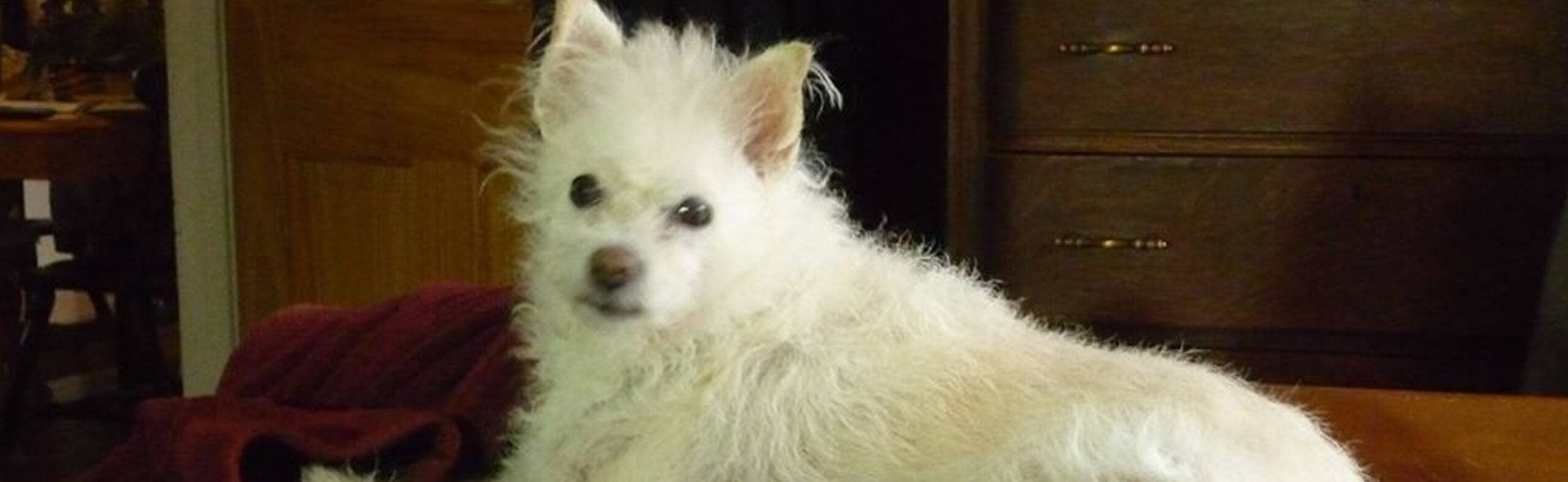 A rescued Westie resting indoors in a volunteer foster home