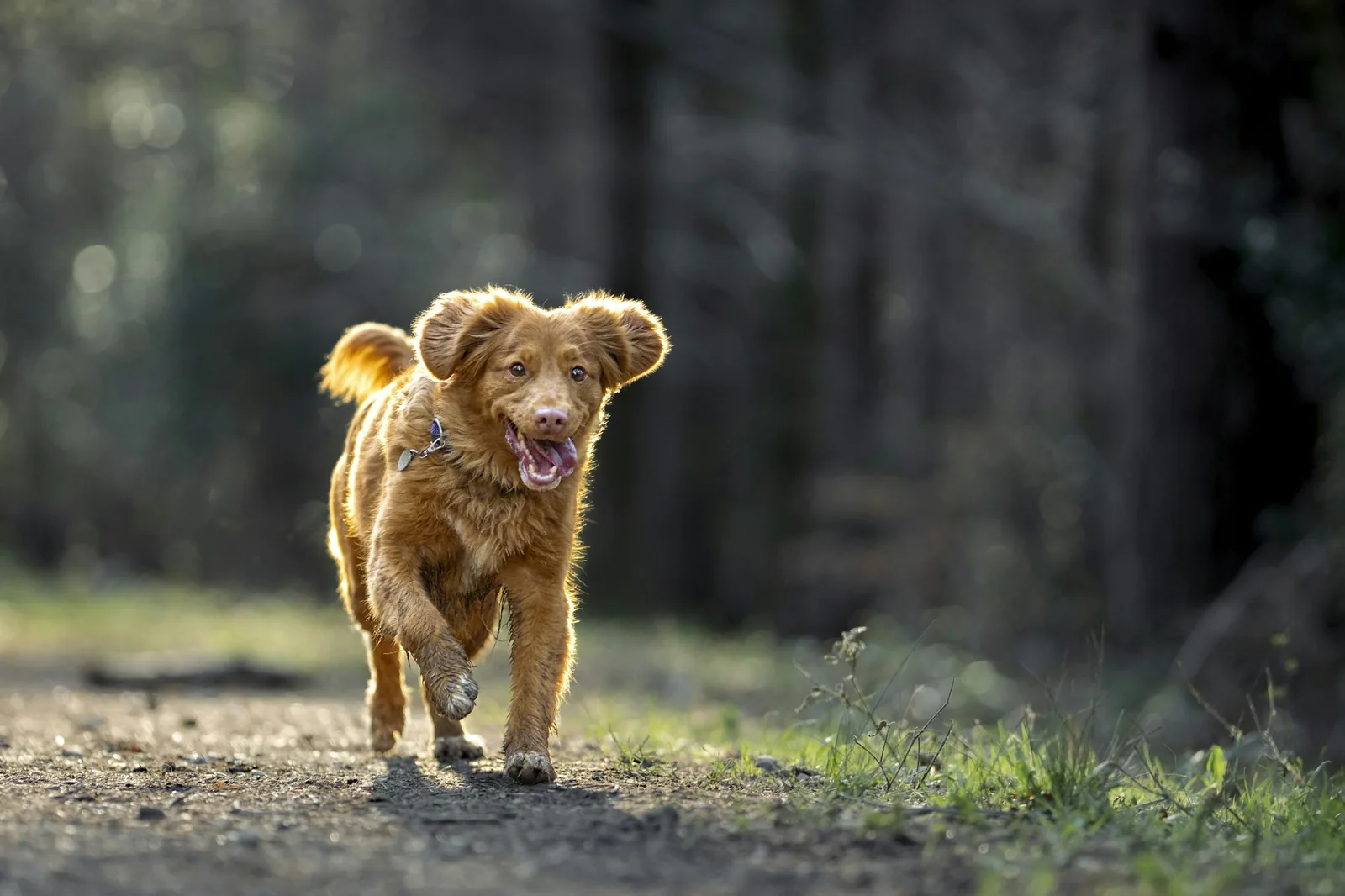 A small terrier running across open grass