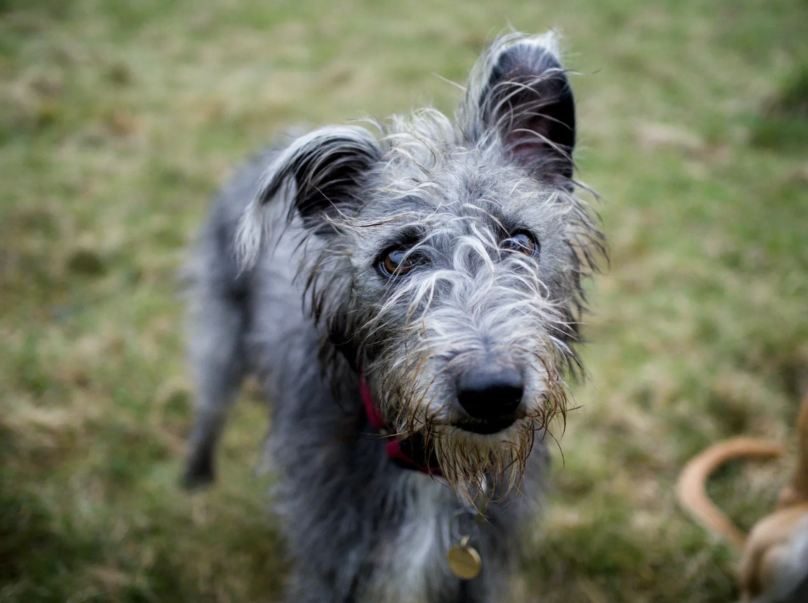 A scruffy terrier-type dog standing on a path