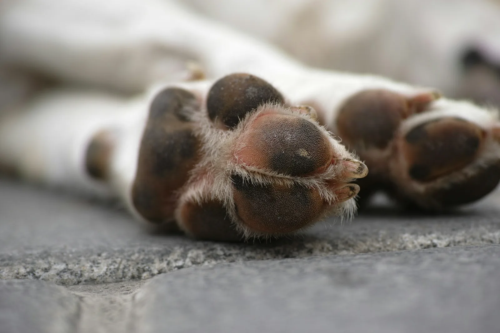 Close-up of a small dog’s front paws on a wooden floor