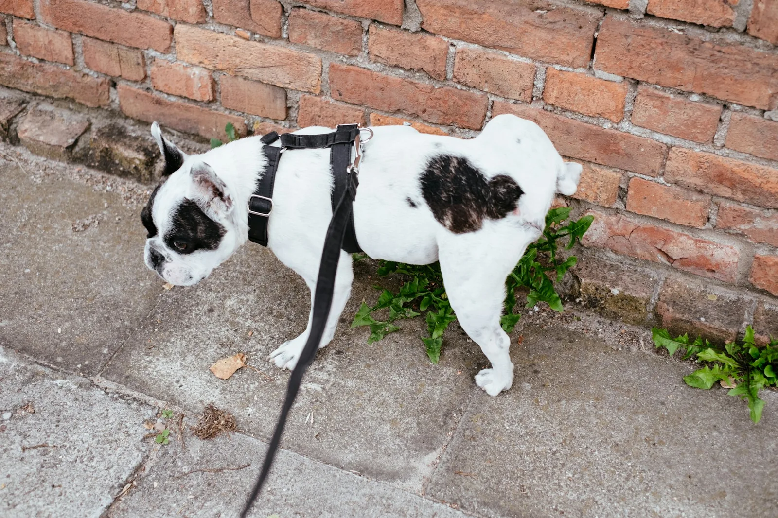 A small dog sniffing through grass at the end of a long leash