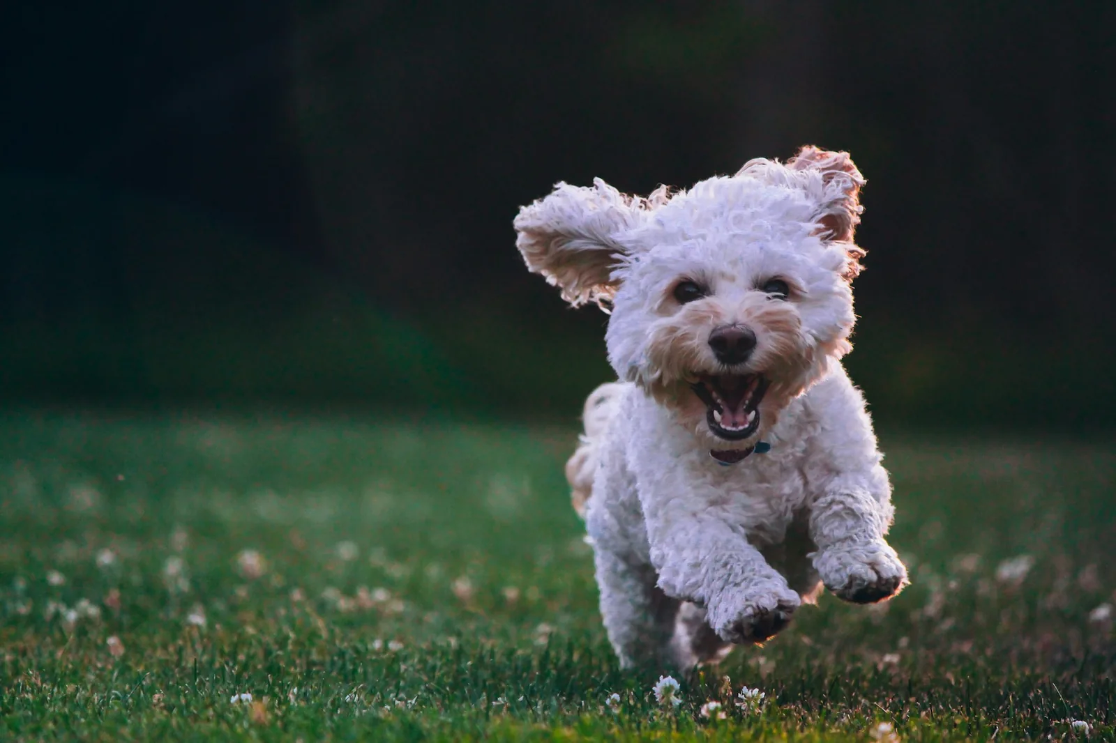 A small white dog nose-down in long grass following a scent
