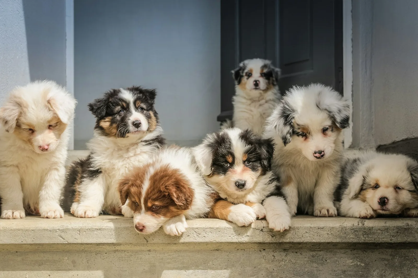 Several young puppies lying together in a basket