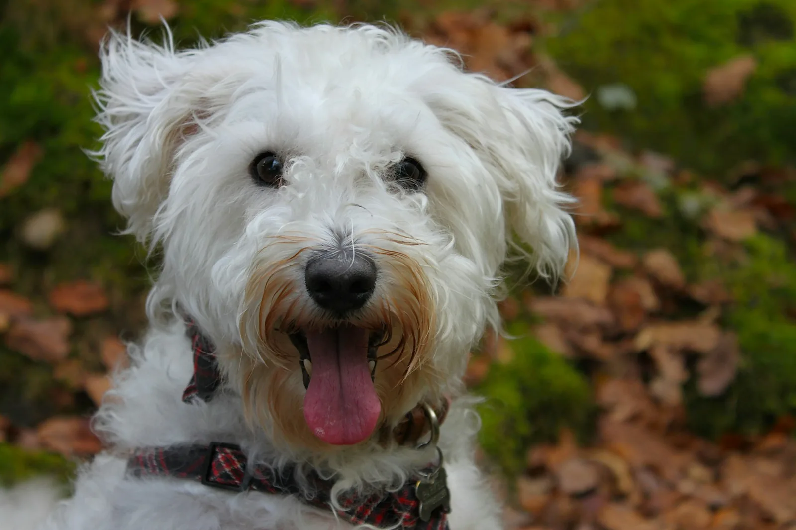 A West Highland White Terrier standing outdoors among fallen leaves
