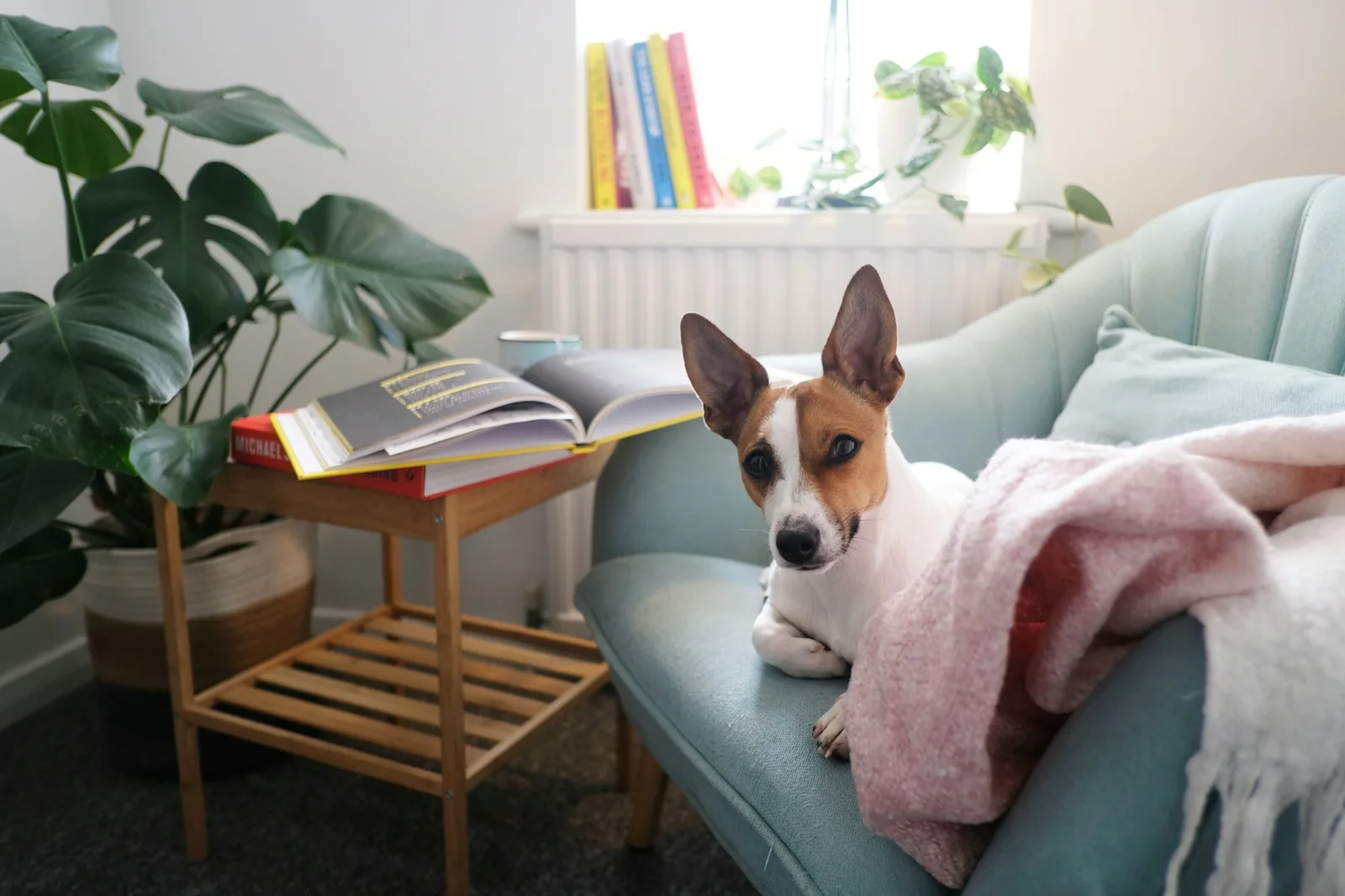 A small white dog curled up asleep on a sofa at home
