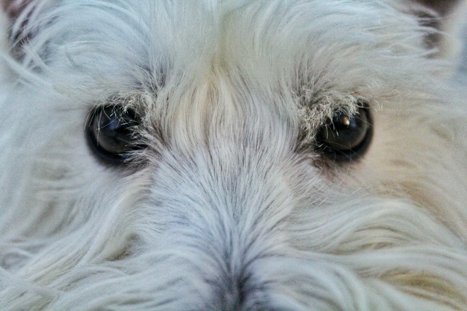 Close-up of a white terrier’s face and coat in natural light