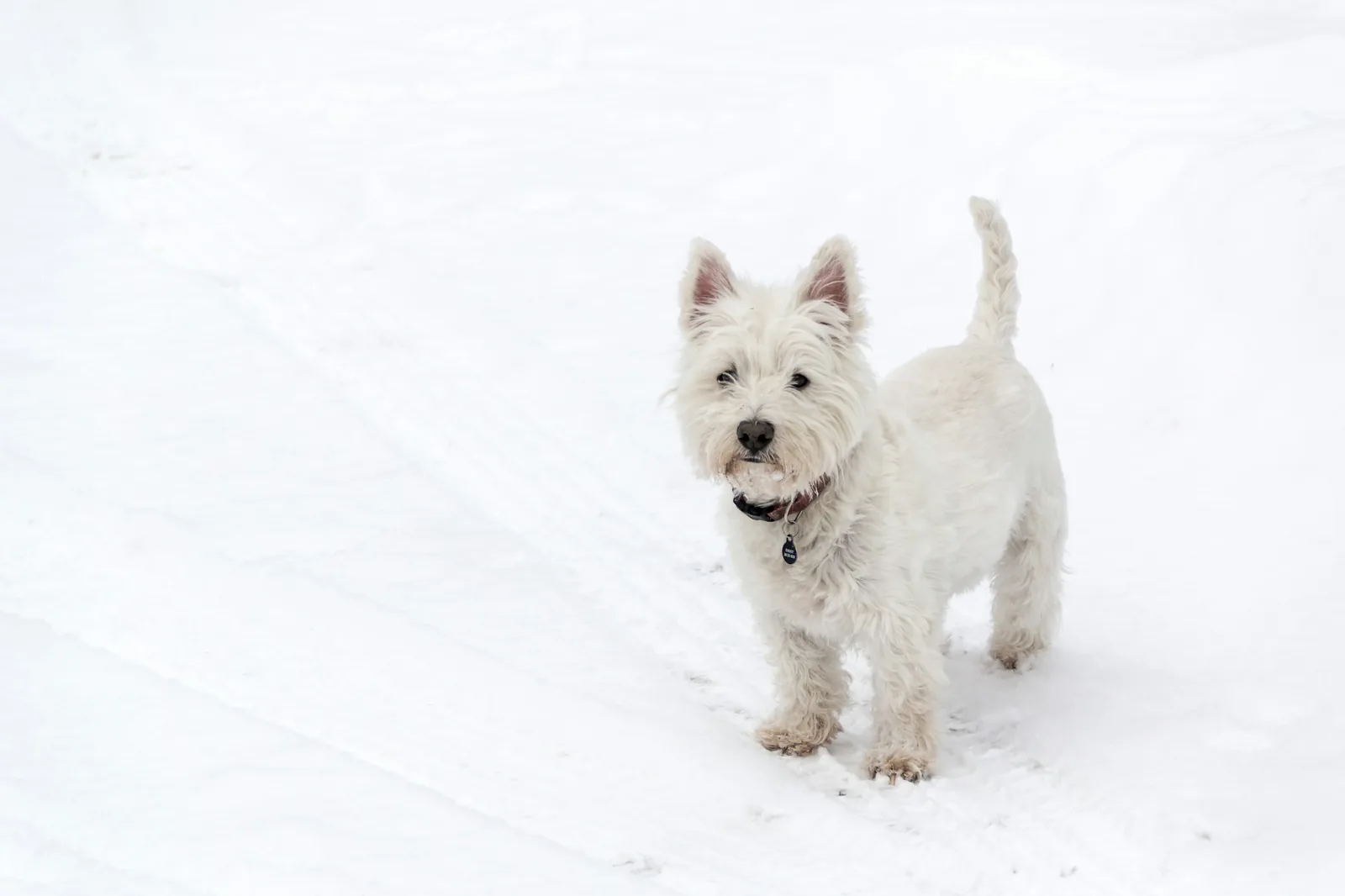 A white terrier looking directly at the camera with a bright, alert expression