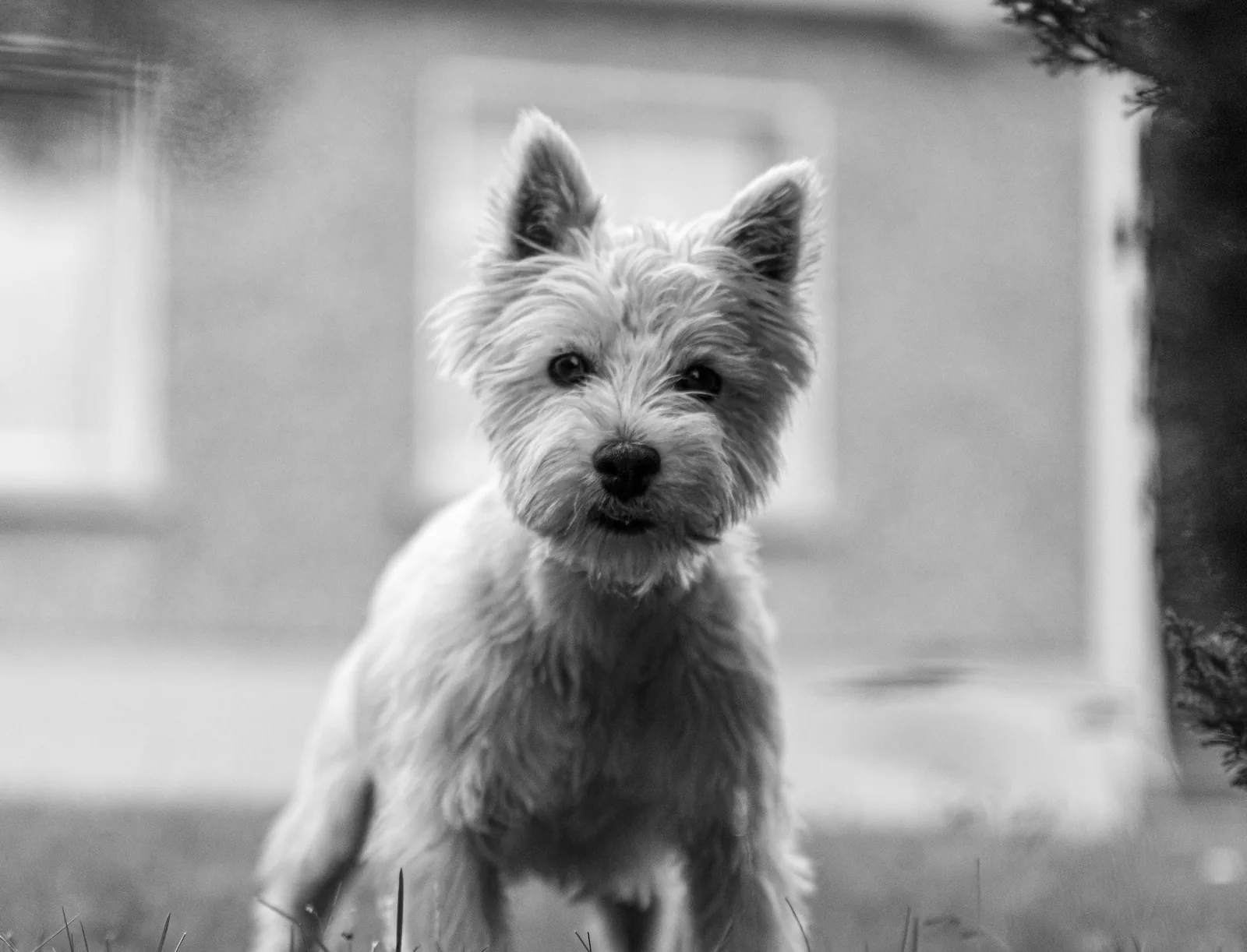 A West Highland White Terrier standing in profile on grass
