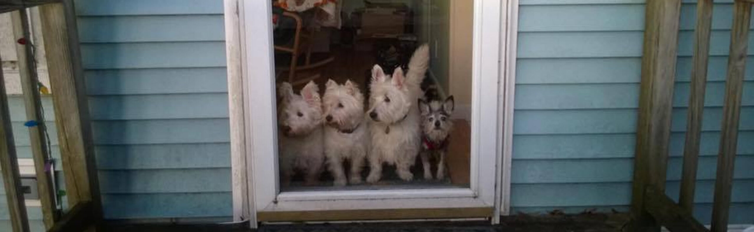 Four rescued dogs sitting together in a doorway