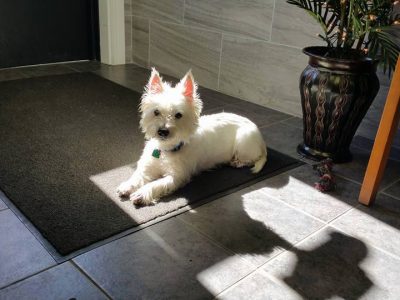 Winston, a dog rescued and cared for by North Atlantic Westie Rescue