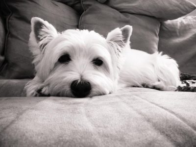 Wyatt, a dog rescued and cared for by North Atlantic Westie Rescue