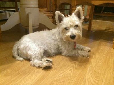 Wylie, a dog rescued and cared for by North Atlantic Westie Rescue