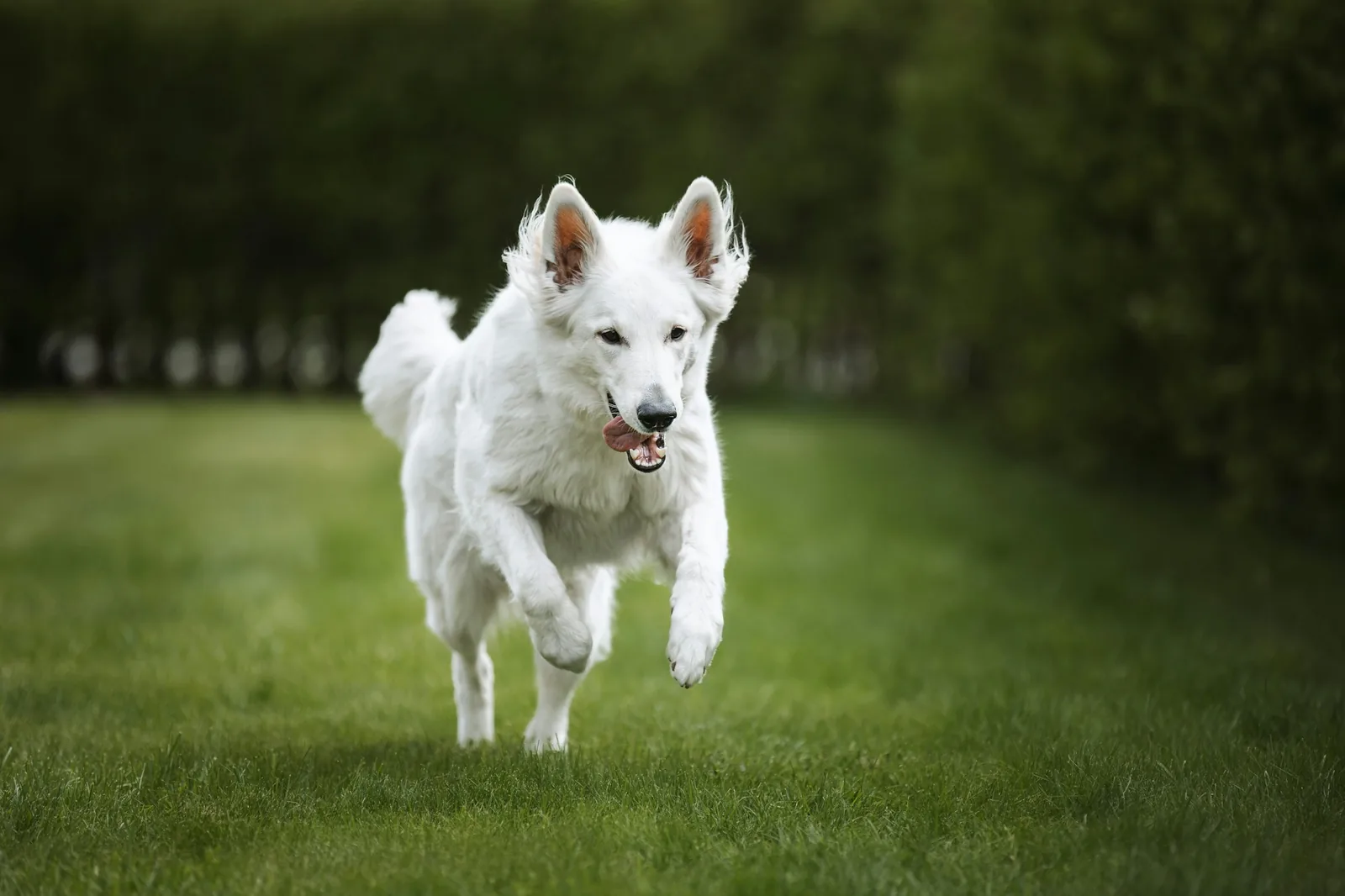 A young white terrier playing on grass