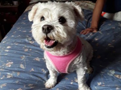 Zoe, a dog rescued and cared for by North Atlantic Westie Rescue
