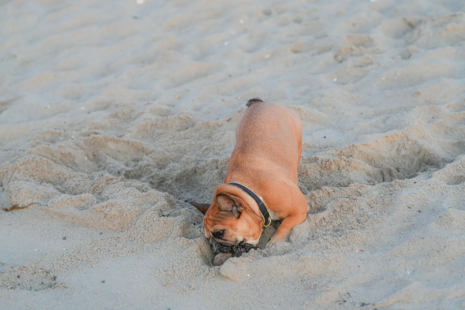 A dog digging happily in a sandy patch