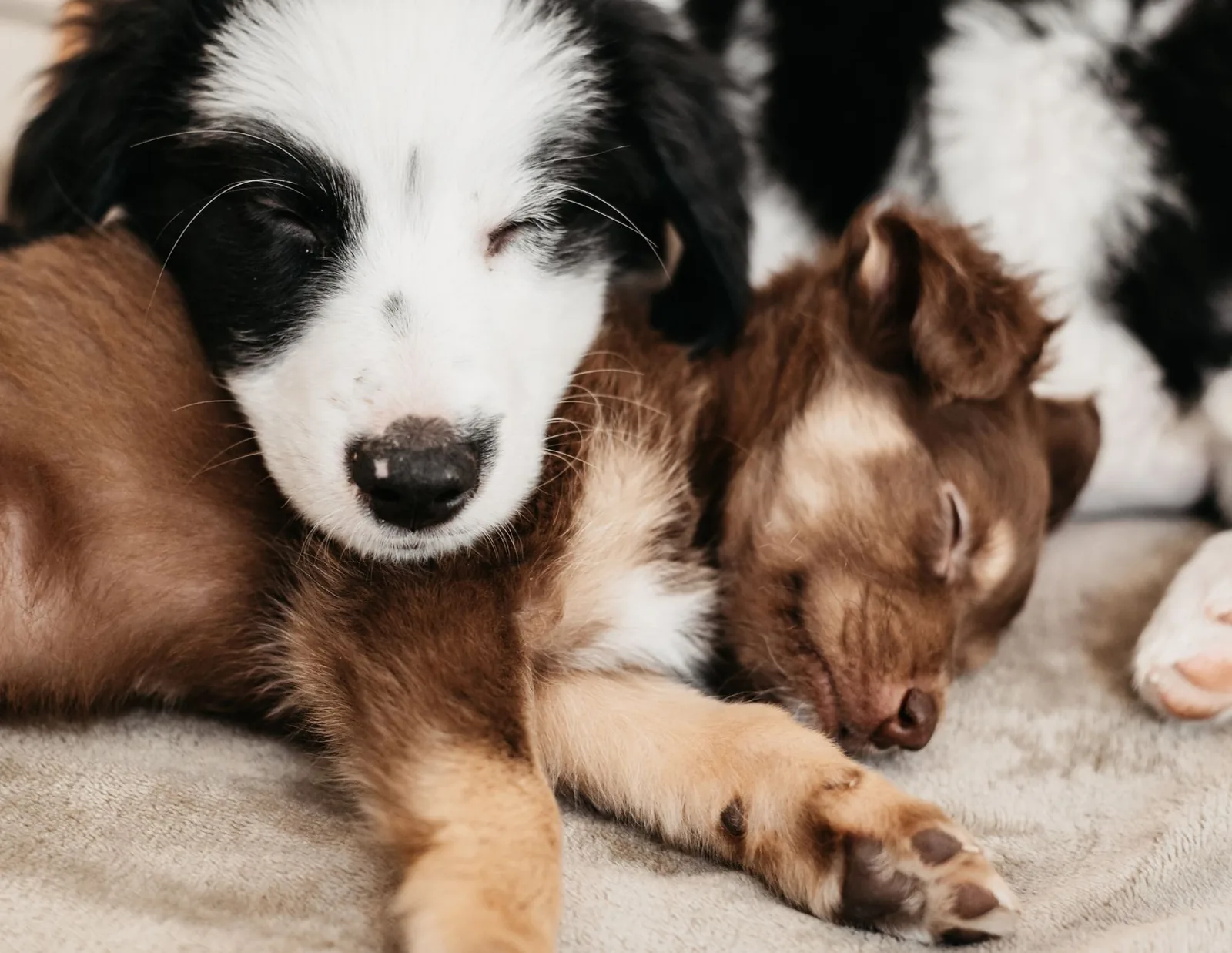 Two small dogs resting together indoors