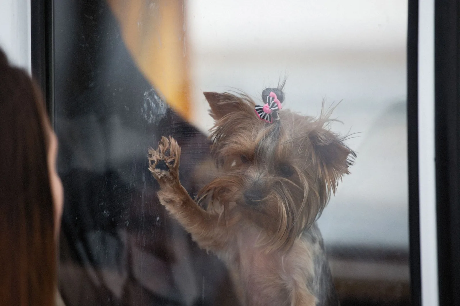 A small terrier looking out of a window