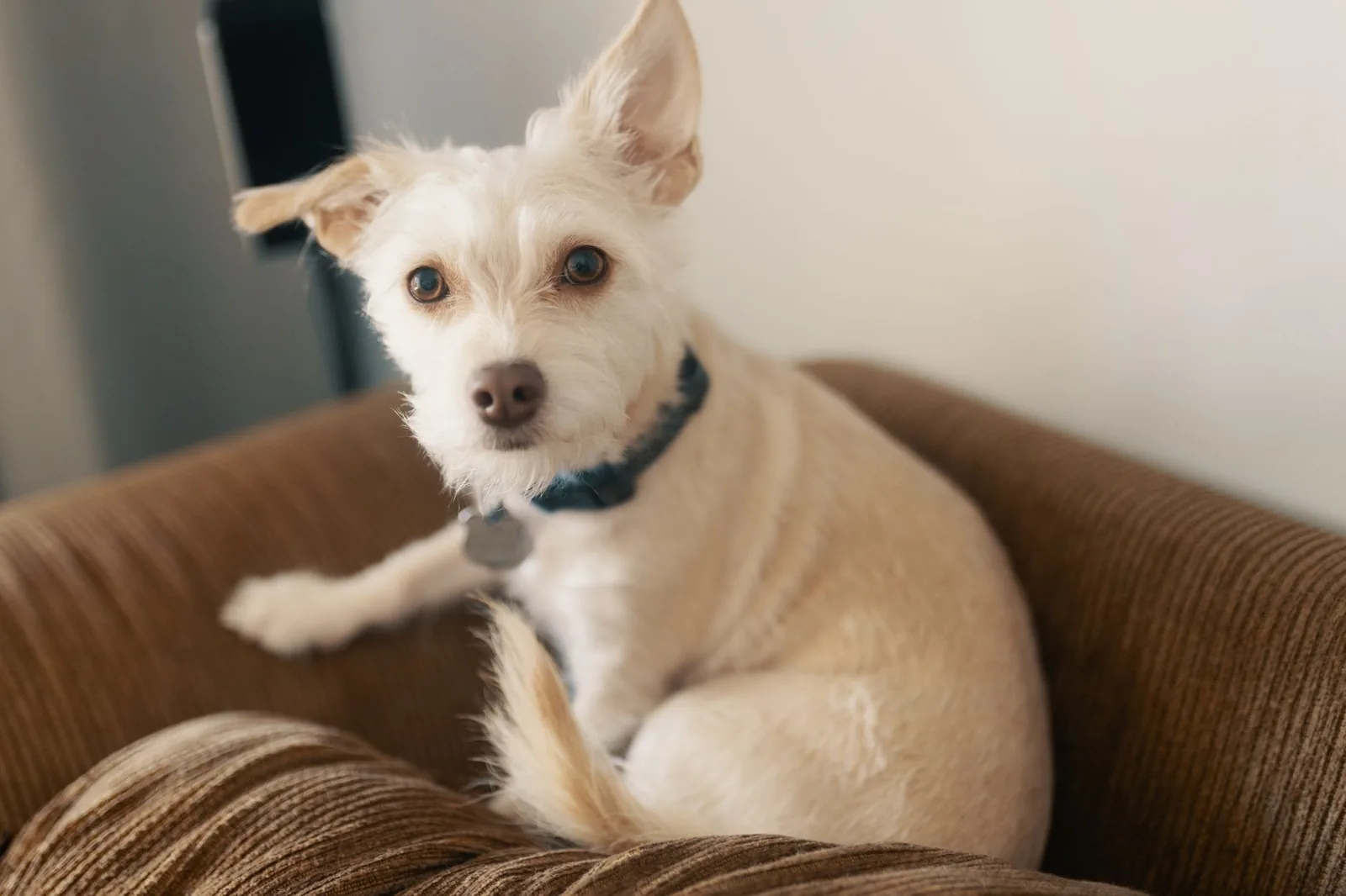 A small white dog settled comfortably on a sofa in a home