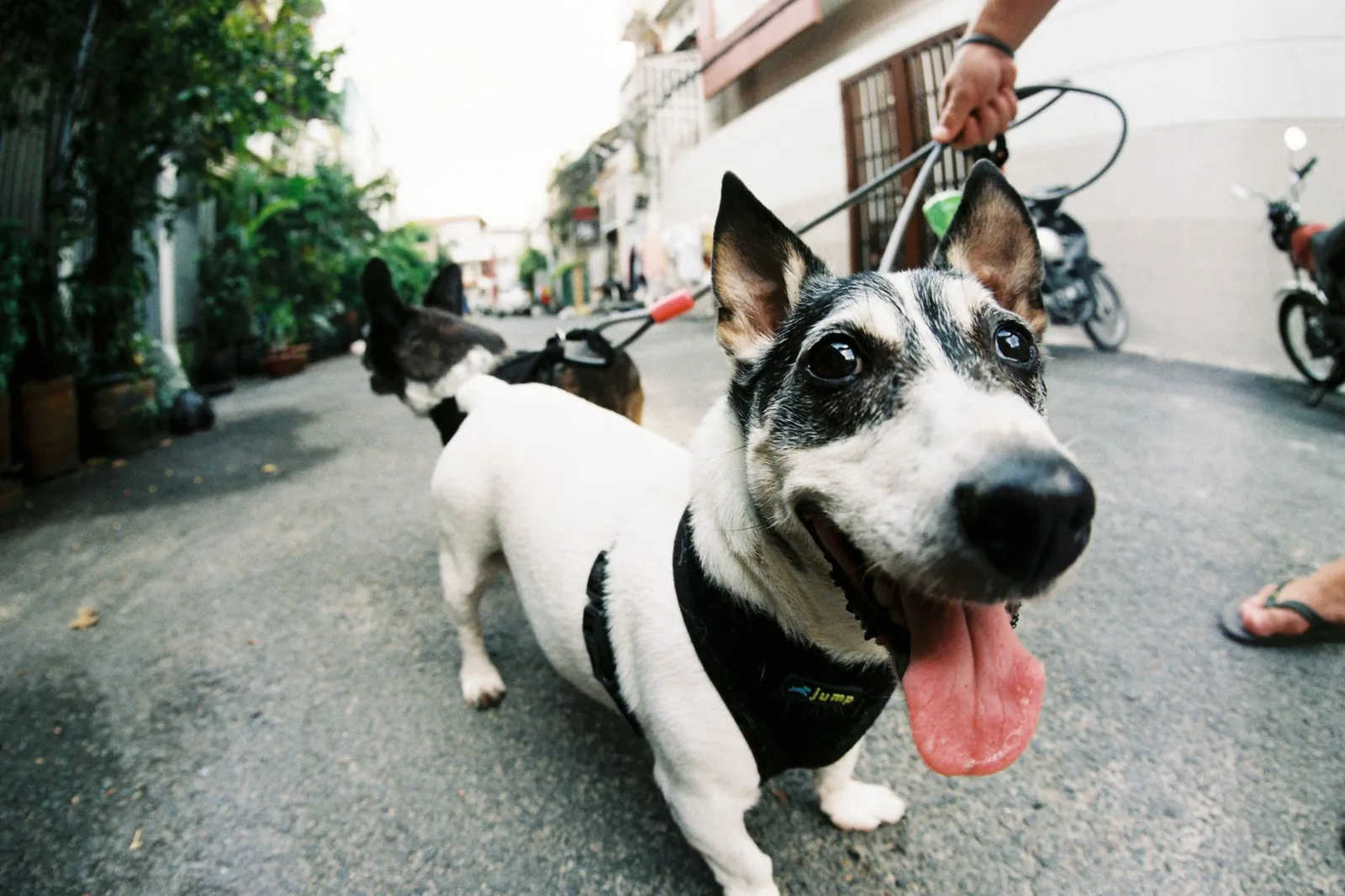 A small dog on a lead out for a walk