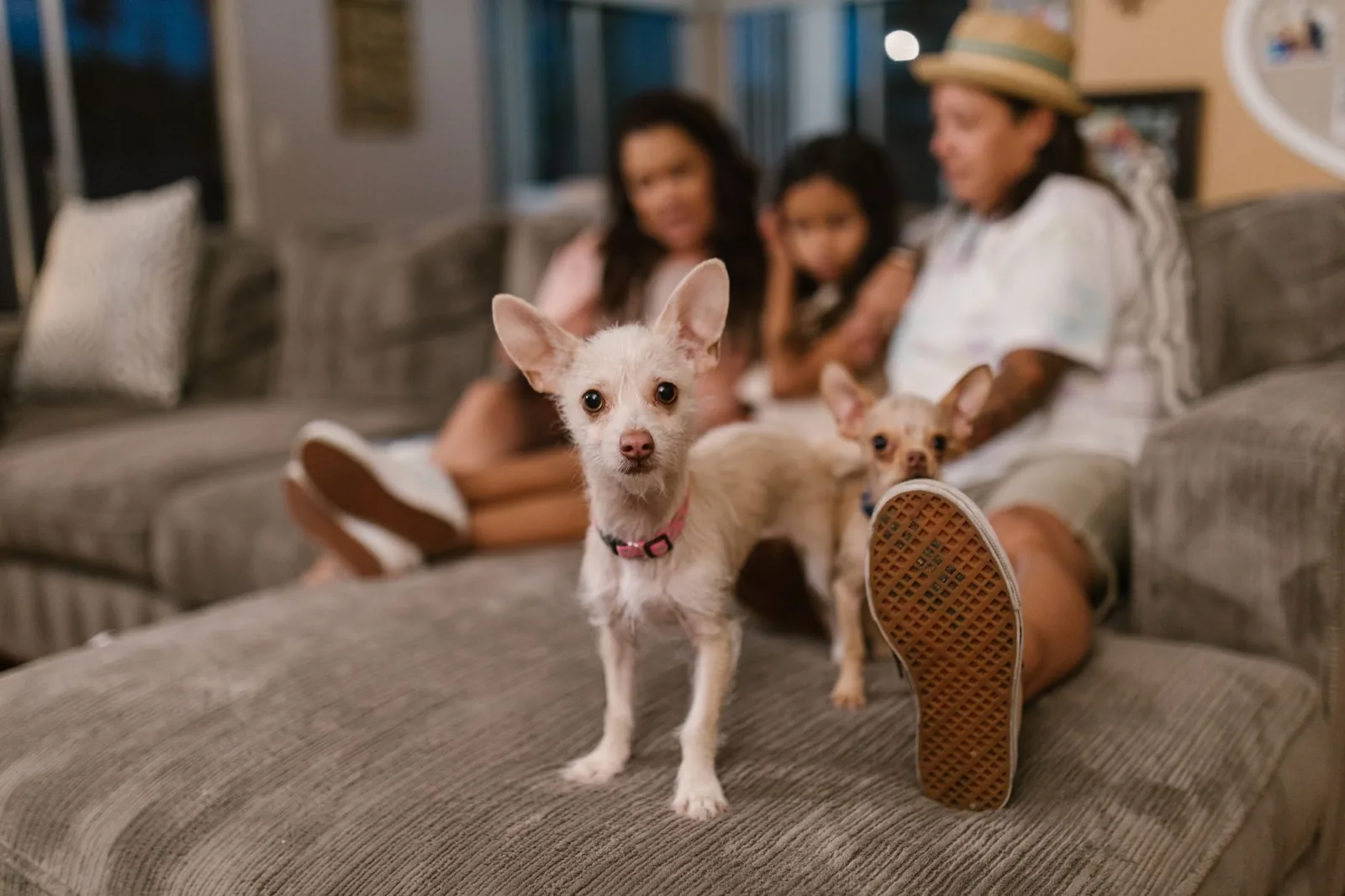A small dog settled at home with its new family